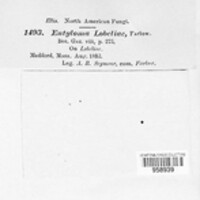 Entyloma lobeliae image